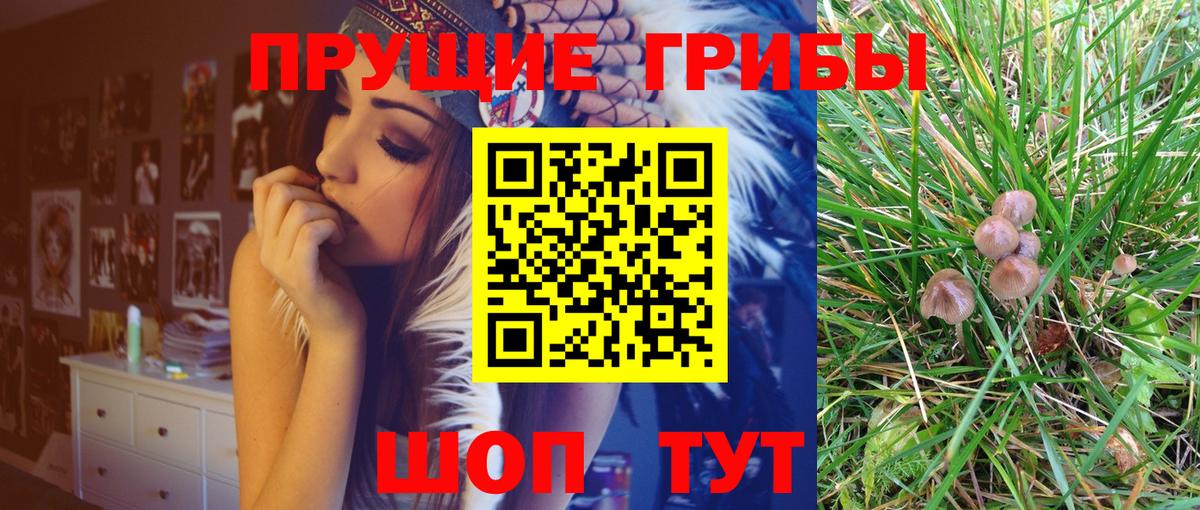 Псилоцибиновые грибы Psilocybine cubensis Мытищи